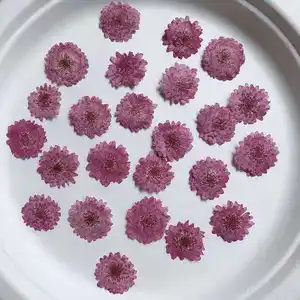 Factory Wholesale Fast Ship Real Natural Flower Double Zinnia Pressed Fireball Little Purple Daisy Pressed Flower