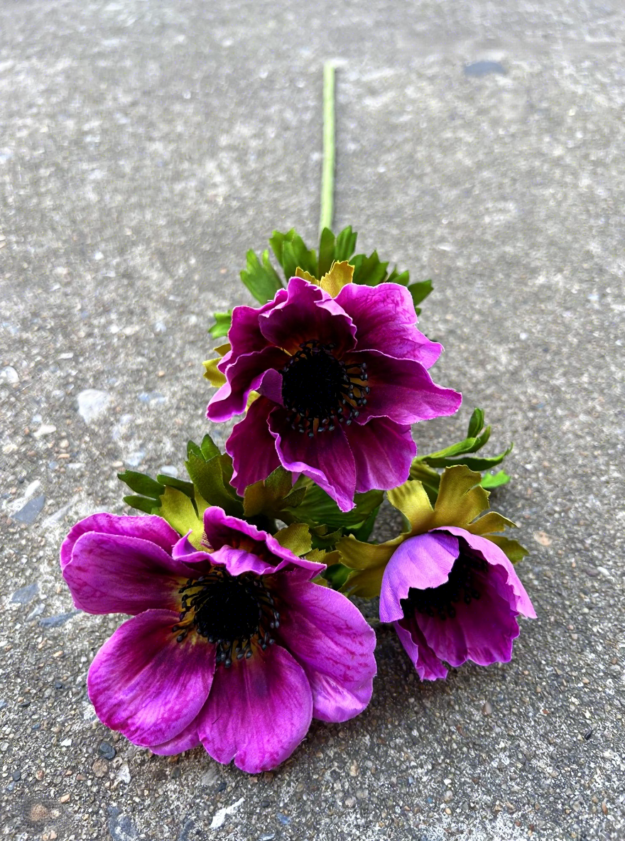6#Anémone princesse violette à 3 têtes