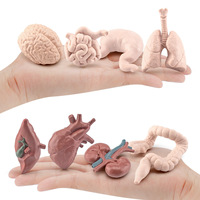 Modèles de simulation d'organes humains : cerveau, cœur, estomac, poumons, foie et reins