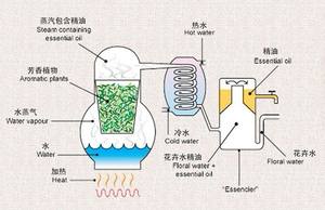 2025 Offre Spéciale de qualité alimentaire Osmanthus parfum huile concentrée extrait de plante - Product Image 2