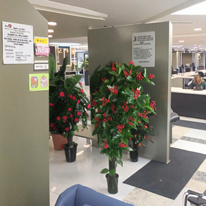 Hạt giống phong phú hoa mẫu đơn nhân tạo cây hoa trang trí & cây - Product Image 1