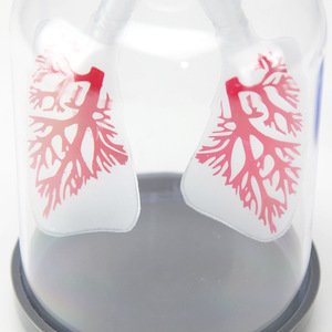 Modèle d'hernie pulmonaire, équipement expérimental avec fonction de simulation de fumée et simulateur de mouvement du diaphragme (collège) - Product Image 3