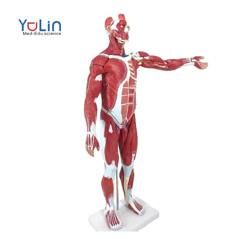 Modelo anómico de músculos humanos con órganos extraíbles, cuerpo entero musculoso, 27 piezas para la enseñanza de la ciencia médica