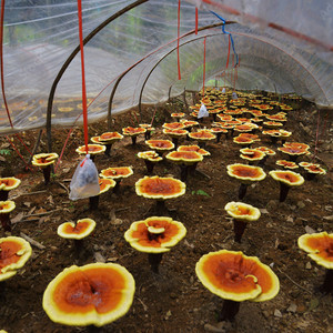 Hữu Cơ/ISO/Halal/Kosher/BRC Chứng Nhận Lingzhi 30% Polysacchardies Hữu Cơ Reishi Nấm Chiết Xuất Bột - Product Image 3