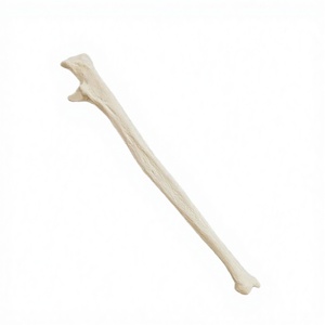 Modelo de Hueso Ulnar del Brazo Humano, Tamaño Real, Modelo Anatómico Estructural del Ulnar para Ciencias Médicas - Product Image 3
