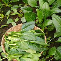 Espinaca de Crecimiento Rápido, Variedad de Cultivo 99% Pura, 85% de Germinación, Excelente Calidad de Hoja, para Productores Profesionales y Mercados Frescos