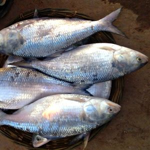Hilsa congelada Pescado redondo entero Alto en Omega Almacenamiento en frío Mariscos Comercio global Exportación directamente de captura de Río - Product Image 3