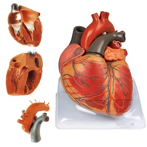 Modelo Médico de corazón para adulto, modelo de corazón de anatomía humana