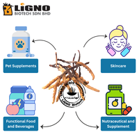 Extrait de champignon Ophiocordyceps sinensis LiGNO OCS02, fabriqué en Malaisie, adapté aux mélanges de boissons instantanées.