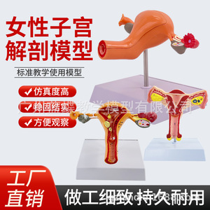 Modelo uterino femenino médico, modelo anatómico de la estructura reproductiva del ovario, modelo de anatomía ginecológica y obstétrica del ovario. - Product Image 5