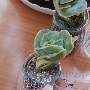 Transparent Glass Succulent <b>Vase</b> <b>Mini</b> Plant Pot Wide Mouth Desktop Use Minimalist Design For Home Decor - Product Image 3