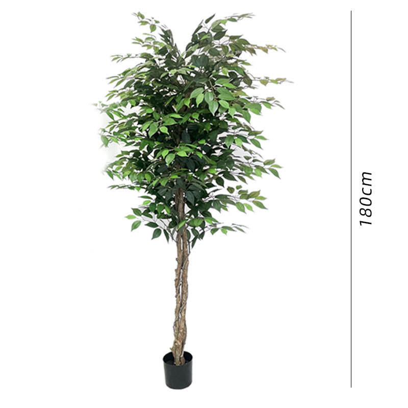 Simulated banyan tree height about 1.8m