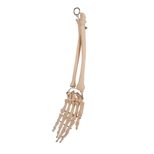 Für GD/A11125 Medizinisches Skelettmodell der Handknochen mit Ellenbogenknochen und Radialknochen - Product Image 1