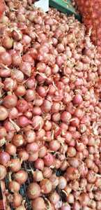 新鮮な黄玉ねぎ 農場直送 皮むきなし 10kg 20kg包装 食品サービス業界 大量購入 - Product Image 3