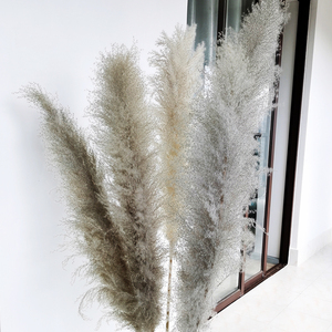 <span class=keywords><strong>Grand</strong></span> <span class=keywords><strong>vase</strong></span> <span class=keywords><strong>à</strong></span> fleurs de <span class=keywords><strong>pampa</strong></span> pour décoration de maison XL, arche de mariage, fleurs de pompas, gris, naturel, véritable herbe de <span class=keywords><strong>pampa</strong></span> - Product Image 3