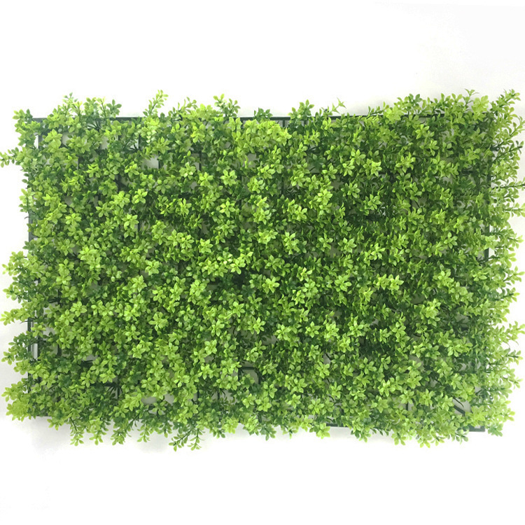 herbe à feuilles de prunier