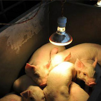 Lampe chauffante infrarouge étanche, ampoule d'élevage pour couveuse, poule, cochon, lampe chauffante infrarouge