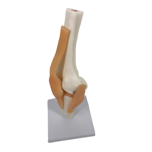 โมเดลโครงกระดูกกายวิภาคของพีวีซีมนุษย์สำหรับการศึกษาทางการแพทย์ในโรงเรียนมุ่งเน้นไปที่ข้อต่อหัวเข่าโมเดลชีววิทยาพลาสติก - Product Image 2