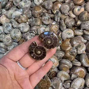 Cristales naturales de alta calidad de calidad AAA, piedra curativa, amonita, fósiles coloridos a la venta, forma mixta, amonita, precio de fábrica, lote - Product Image 2
