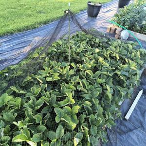 <span class=keywords><strong>Filet</strong></span> anti-oiseaux hexagonal durable sans nœuds pour la protection des vignobles et des arbres fruitiers - Product Image 6