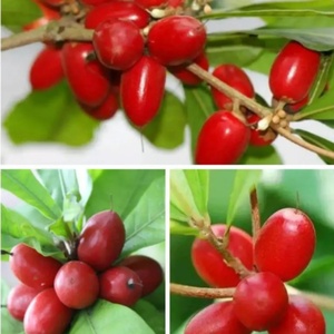 Extracto de Fruta Milagrosa Orgánica Liofilizada, Venta al por Mayor de Productos Agrícolas - Product Image 3