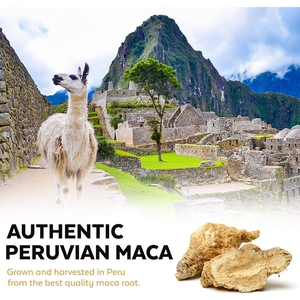 オーガニックマカ根パウダー 1ポンド ゼラチン化 抗酸化物質豊富 ヴィーガン対応 大人男性向けサプリメント エネルギーブースター - Product Image 3