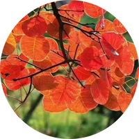 Poudre de Fisetine 98% CAS 528-48-3 Extrait Naturel de Plante Rhus Succedanea Matière Première