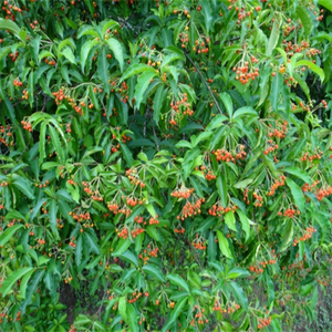 Poudre de Rauvolfia <span class=keywords><strong>Vomitoria</strong></span> de qualité alimentaire conforme aux normes GMP, extrait de Rauvolfia Verticillata en emballage en fût - Product Image 5