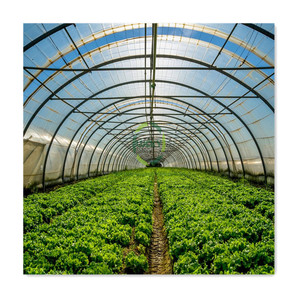 <span class=keywords><strong>Container</strong></span> Cao Đường Hầm Nhôm Hồ Sơ Duy Nhất Khoảng Dâu Tây Trồng Cây Màu Xanh Lá Cây Nhà Nông Nghiệp Cho Cà Chua - Product Image 4