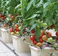 Système de seau néerlandais pour culture hydroponique de légumes en forme de tomate à effet de serre