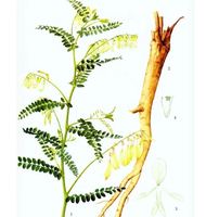 Extracto de Raíz de Astragalus Membranaceus Orgánico en Polvo, 98% de Pureza, Uso en Adultos, Apoyo Energético, Mejora de la Inmunidad, Marine Genesis