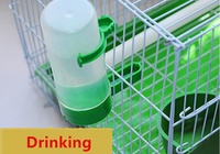 Abreuvoirs automatiques pour oiseaux Pigeon Distributeur d'eau pour perroquets Mangeoire pour oiseaux