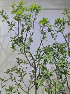 人造绿植、室内客厅装饰、落地式仿生花卉摆件、景观设计 - Product Image 5