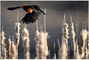 สำหรับเลนส์เทเลโฟโต้ NIKKOR Z 400 มม. F/4.5 VR S สำหรับกล้อง APS-C ผลิตในประเทศจีน - Product Image 6