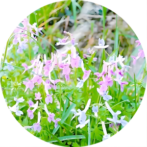 Bubuk Ekstrak <span class=keywords><strong>Corydalis</strong></span> Decumbens Alami Murni Berkualitas Tinggi 10:1 Xiatianwu Bubuk Larut Air Ekstrak Herbal Dari Cina - Product Image 2