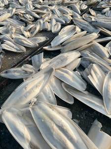 ผลิตภัณฑ์อาหารแห้งกระดูกปลาหมึกสีขาว - Product Image 3