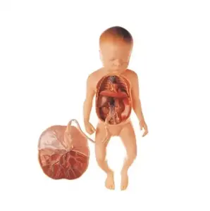 Modèle fœtal Circulation sanguine fœtale fœtale Viscères fœtaux Modèle nouveau-né avec placenta