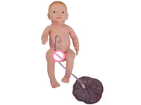 Modelo de Enfermería de ciencia médica avanzada, cuidado del cordón umbilical neonatal, modelo de enseñanza de placenta y recién nacido para escuelas y hospitales