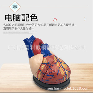 Modelo de Corazón Humano con Aumento de 3x y Ultrasonido Doppler Color en Modo B - Modelo de Enseñanza de Anatomía Cardíaca para Medicina y Cardiología - Product Image 5