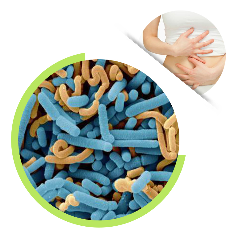 Lactobacillus Paracasei Probiotic Powder 400 Billion El Salvador