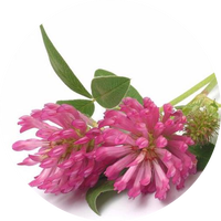 Extrait pur de fleur de trèfle rouge, extrait de trèfle rouge 8% Isoflavone