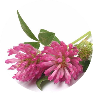 純粋な赤クローバー花エキス 赤クローバーエキス 8%イソフラボン - Product Image 2