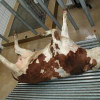 Équipement d'abattage clé en main à haute efficacité, système d'abattage industriel pour le traitement de la viande de bovins, de moutons et de poulets