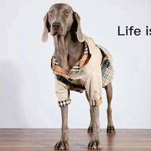 Chaqueta cortavientos <span class=keywords><strong>para</strong></span> mascotas, <span class=keywords><strong>abrigo</strong></span> cortavientos <span class=keywords><strong>para</strong></span> perros Golden Retriever, Satsuma, moda inglesa - Product Image 1