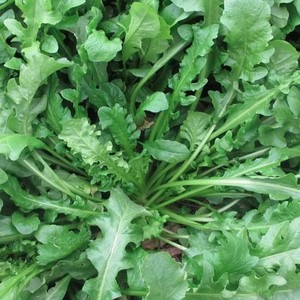 Naturel Sauvage IQF <span class=keywords><strong>Congelé</strong></span> Bergers Sac À Main - Product Image 2