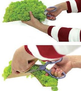 Rêu Khô Tất Cả Các Màu Với Giá Rẻ Ổn Định Địa Y - Product Image 4