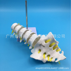 Modèle de vertèbre lombaire humaine 1:1, modèle de vertèbre lombaire naturelle, comprenant cinq vertèbres lombaires, coccyx, bassin, disques intervertébraux - Product Image 1