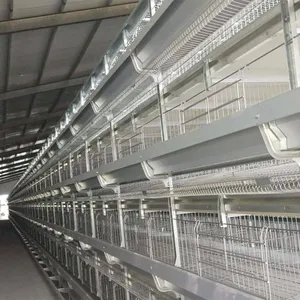 China TBB Batterie Legehennen Käfig Design Geflügel Tier ausrüstungen für Huhn legen Eier käfige
