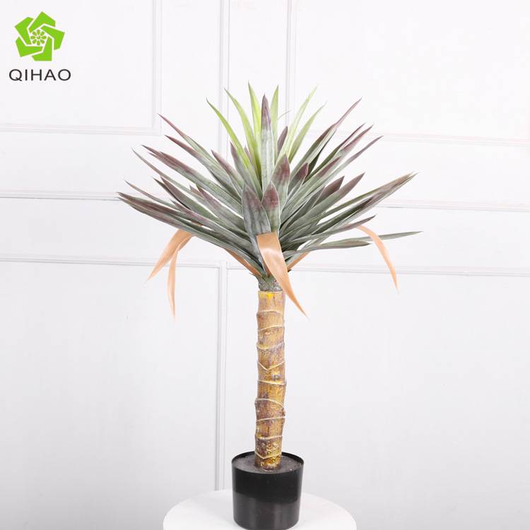 Yucca florida de 0,9 metros (66 hojas)