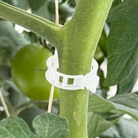 Clips Pour Tomates De jardin Clips Tomate Pour La Culture De Tomates Sous Serre